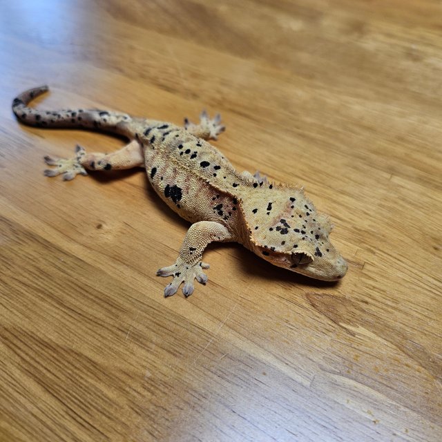 달마시안 슈퍼달마시안