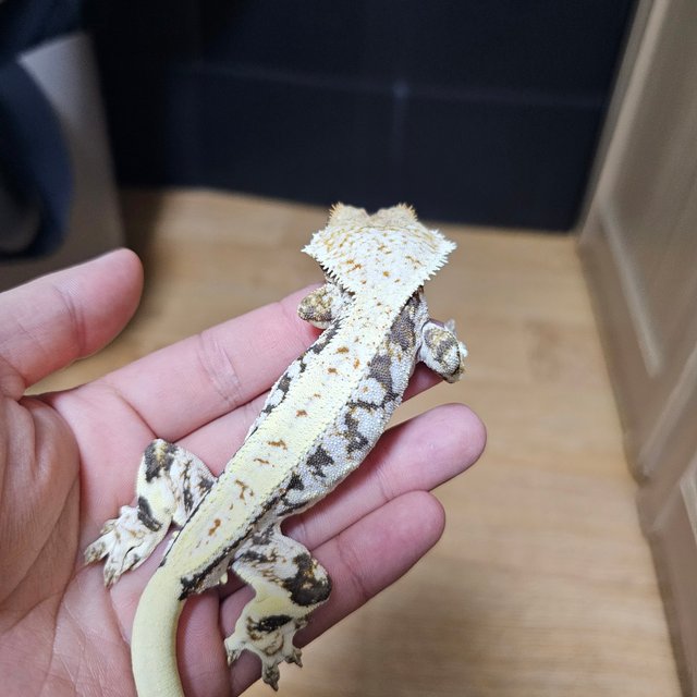 릴리화이트 트라이