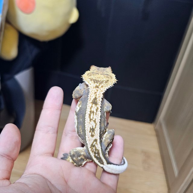 노멀 쿼드 풀핀 핀스트라이프 할리퀸 트라이