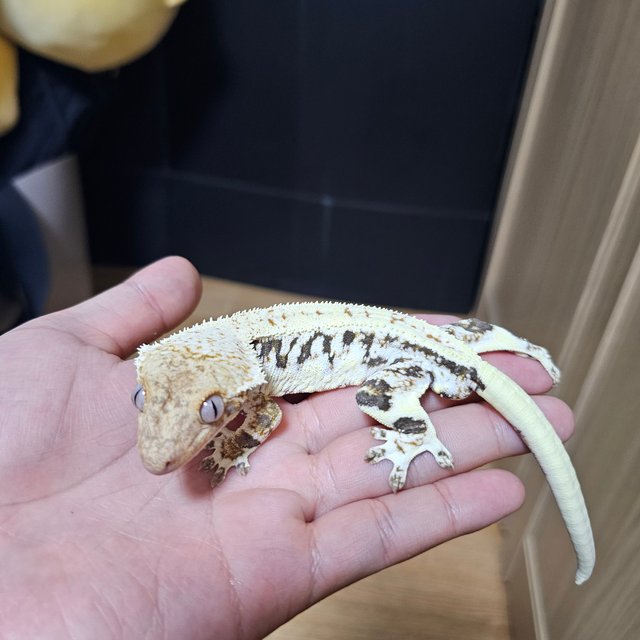 릴리화이트 트라이