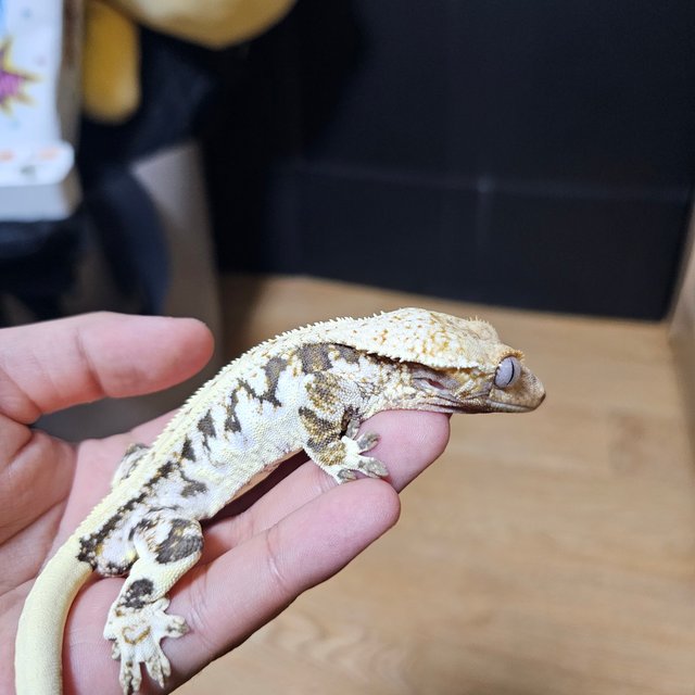 릴리화이트 트라이