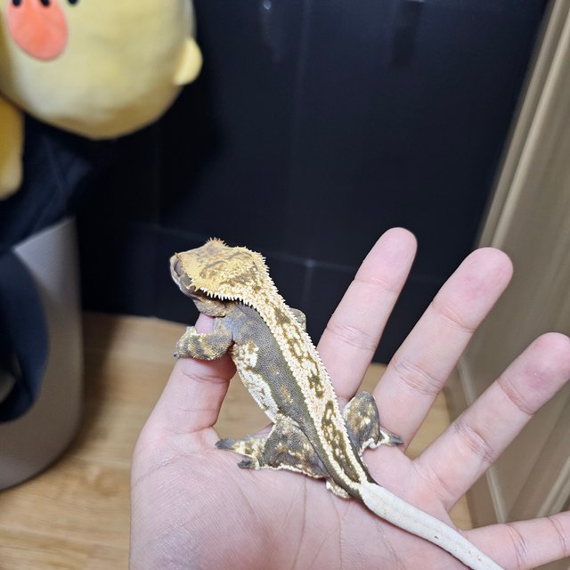 노멀 쿼드 풀핀 핀스트라이프 할리퀸 트라이