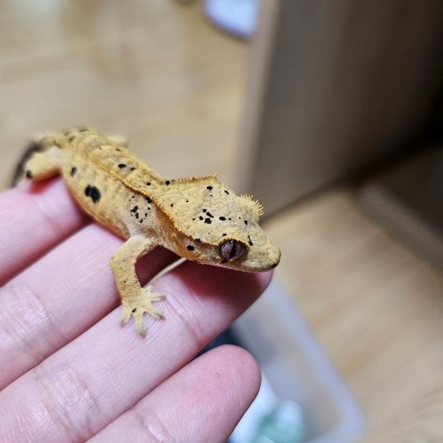 달마시안 슈퍼달마시안