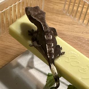 아잔틱