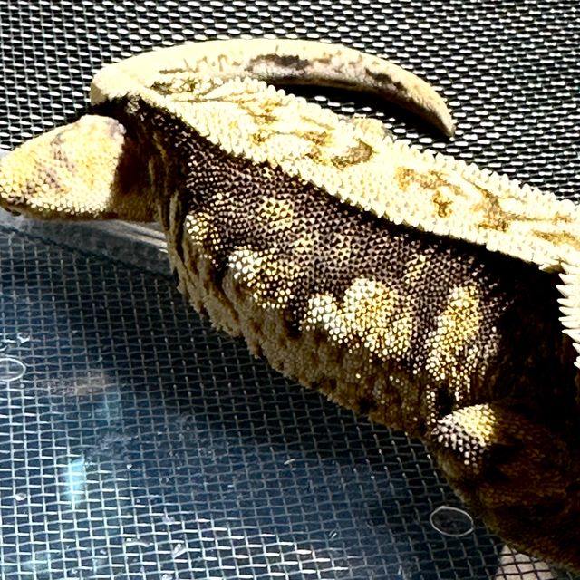 바브