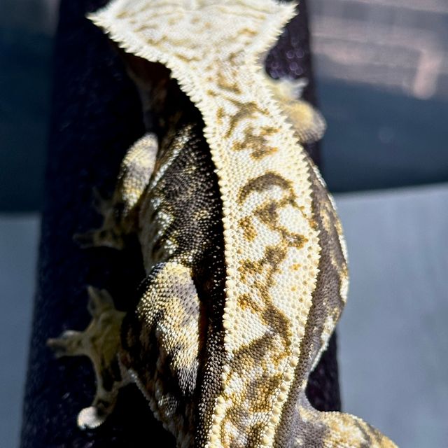 바브