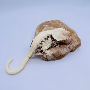 설단