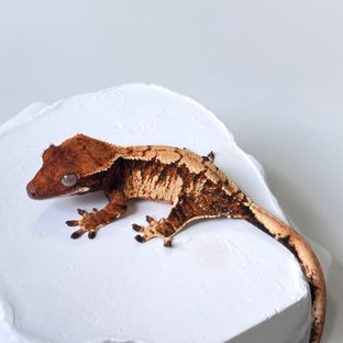 트라이 익스트림할리퀸 바브 젠젝스