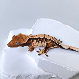 트라이 익스트림할리퀸 바브 젠젝스
