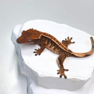 트라이 익스트림할리퀸