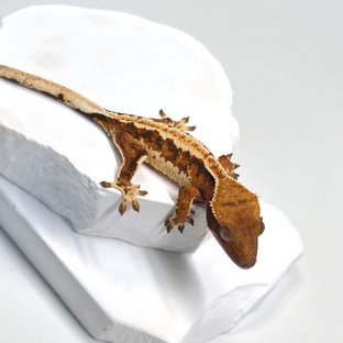 트라이 익스트림할리퀸