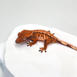 노멀 트라이 익스트림할리퀸 텐저린