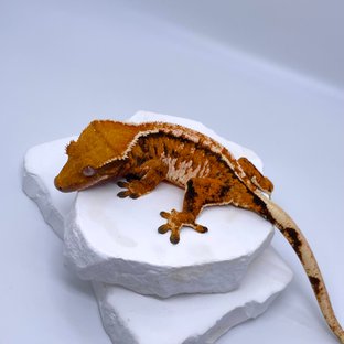 HT03