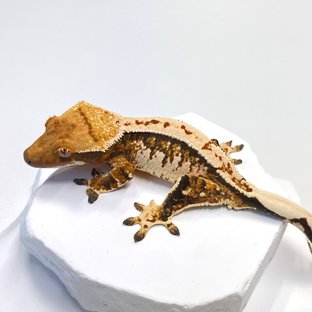 트라이 익스트림할리퀸 바브 젠젝스
