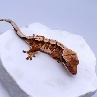 노멀 트라이 익스트림할리퀸 텐저린