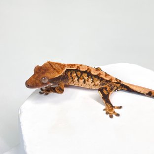 트라이 익스트림할리퀸