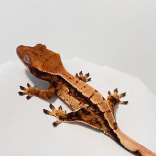 트라이 익스트림할리퀸 바브 젠젝스