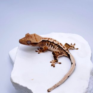 노멀 트라이 익스트림할리퀸