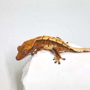 트라이 익스트림할리퀸