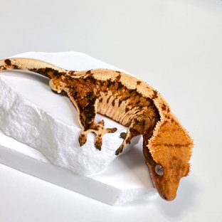 트라이 익스트림할리퀸 텐저린