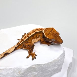 노멀 트라이 익스트림할리퀸