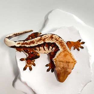 트라이 익스트림할리퀸 바브