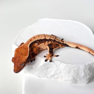 트라이 익스트림할리퀸 바브 젠젝스