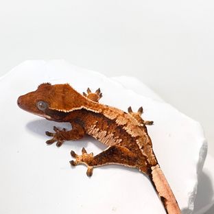 트라이 익스트림할리퀸 바브 젠젝스