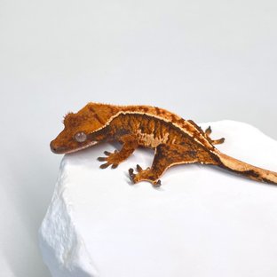 노멀 트라이 익스트림할리퀸