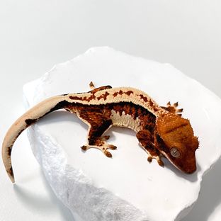 트라이 익스트림할리퀸 젠젝스