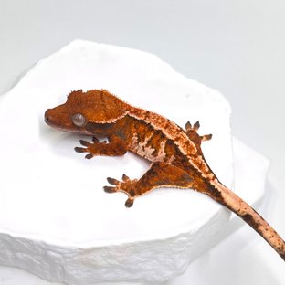 노멀 트라이 익스트림할리퀸 텐저린