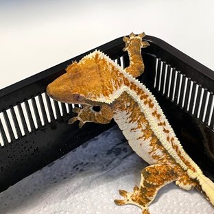 미카엘