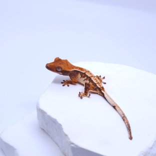 순혈바브