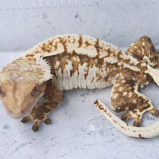 마고