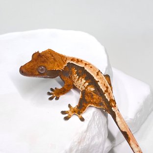 노멀 트라이 익스트림할리퀸 텐저린