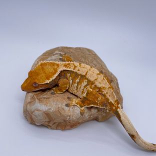 화이
