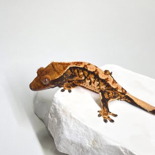 트라이 익스트림할리퀸