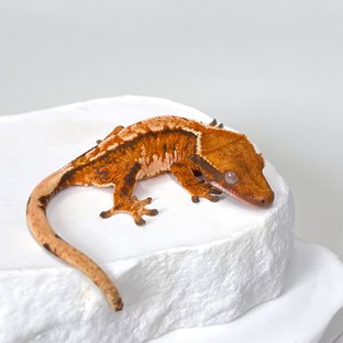 트라이 익스트림할리퀸 텐저린