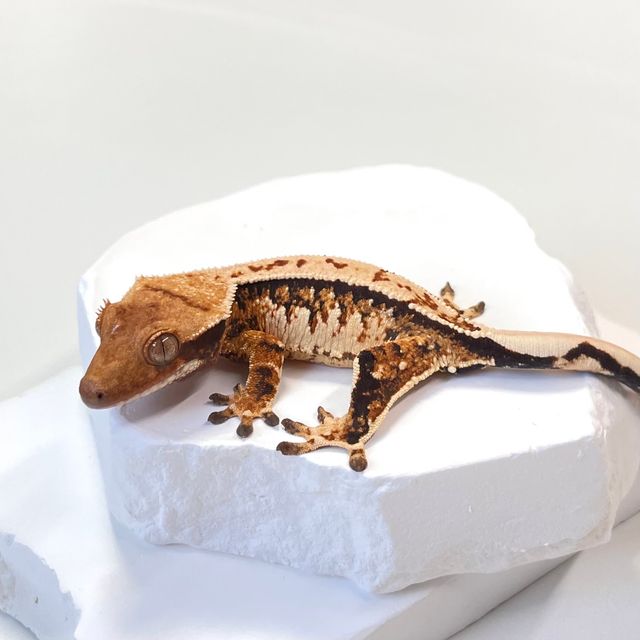 트라이 익스트림할리퀸 바브 젠젝스