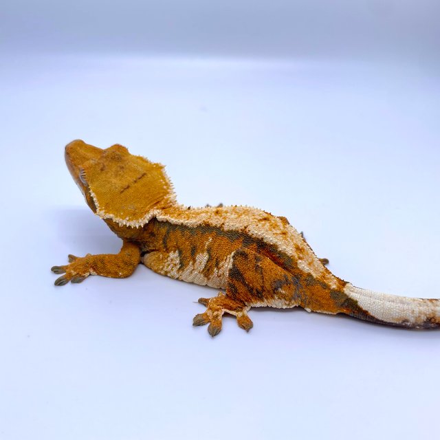 트라이 익스트림할리퀸 텐저린