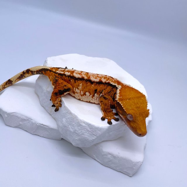 트라이 익스트림할리퀸 텐저린