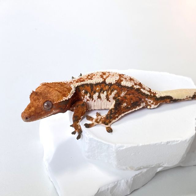 트라이 익스트림할리퀸 바브