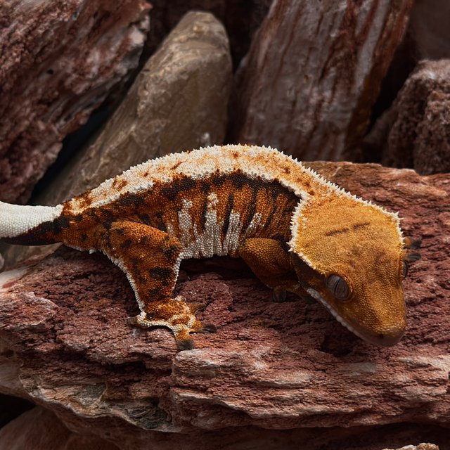 트라이 익스트림할리퀸 텐저린