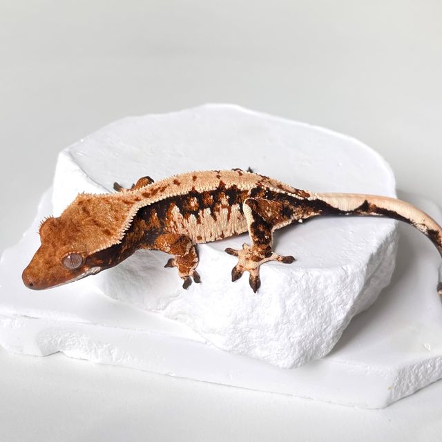 트라이 익스트림할리퀸 바브 젠젝스