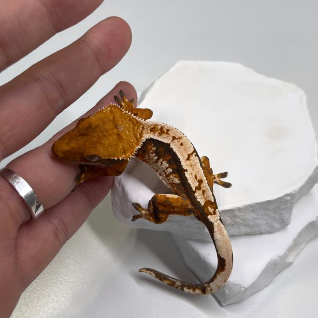 노멀 트라이 익스트림할리퀸 텐저린