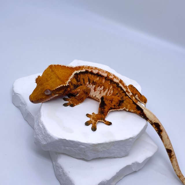 트라이 익스트림할리퀸 텐저린