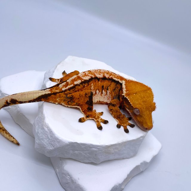 트라이 익스트림할리퀸 텐저린