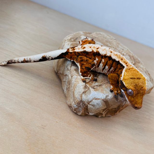 트라이 익스트림할리퀸 바브