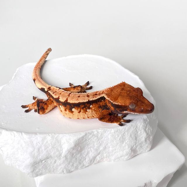 트라이 익스트림할리퀸 바브 젠젝스