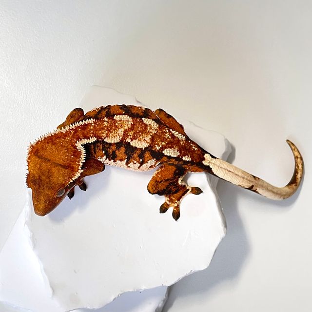 트라이 익스트림할리퀸 바브